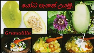 How to cook giant passion fruitGranadillapassiflora quadrangularisඩොංගා පුහුල්යෝධ පැශන් උයමු [upl. by Hole]