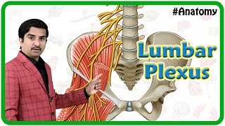 Lumbar Plexus Anatomy Animation  Origi Branches and innervation  USMLE Review [upl. by Watkin]