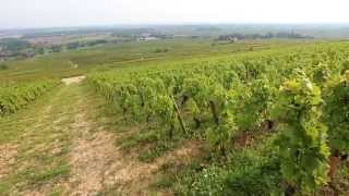 Discover The Red Wines of Burgundy [upl. by Ecyla]