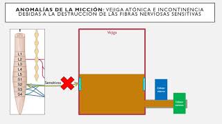 Fisiología de Guyton l Capítulo 26 micción en 5 MINUTOS [upl. by Mossolb196]