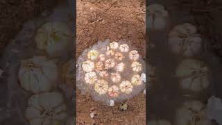 Yellow garlic bud planting process [upl. by Platt]