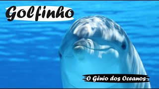 Golfinho O Gênio dos Oceanos  Mini Documentário [upl. by Annehs]