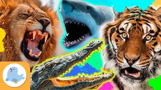 🔴 AO VIVO 🦓🐯 Os ANIMAIS para crianças 🐬🐘 Vídeo educativo para crianças [upl. by Welbie]