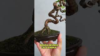 Bonsai mungil Kaliandra bonsai bonsaitree bonsaiart bonsaikaliandra bonsaiplant indoorplants [upl. by Dulcy]