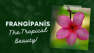 Frangipanis The Tropical Beauty [upl. by Studley]