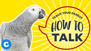 Teach Your Parrot How to Talk  Chewy [upl. by Frayda107]