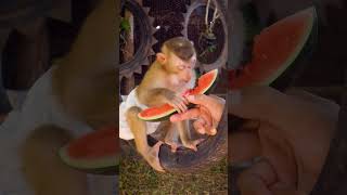 Adorable Monkey Enjoys Sweet Watermelon [upl. by Wengert]