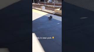 Two Pigeons Push Another Pigeon And Throw Them In Front Of Moving Train  1181264 [upl. by Ifar]