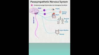 parasympathetic Nervous system drx [upl. by Sammons]