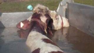 Vache dans un bain  Technique de relevage aquacow [upl. by Yuk]