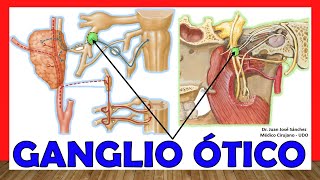 🥇 Anatomía del GANGLIO ÓTICO ¡Explicación Sencilla [upl. by Amery22]