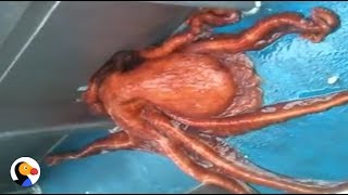 Huge Octopus Escapes Through Smallest Hole  The Dodo [upl. by Aihseuqram]