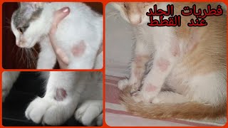 علاج فطريات الجلد عند القطط بشكل نهائي  Teigne des chats [upl. by Bourn]