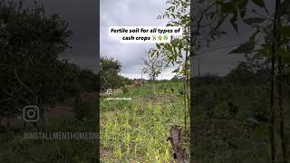 Fertile soil farm land for all types of cash crops [upl. by Harraf1]