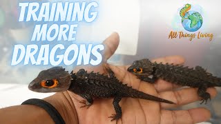 Introducing an All New Pair of Crocodile Skinks [upl. by Linet340]