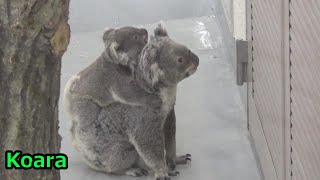 扉の前で待つコアラの親子🐨 Cute koala baby and mother waiting in front of the door【Cute animal baby videos】 [upl. by Ozkum443]