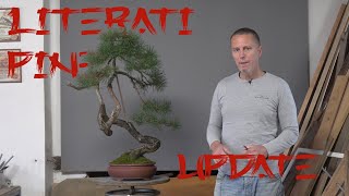 Literati Scots pine update [upl. by Chil]