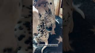 Dalmatian puppies with spotting animals pets dalmatian doglovers puppies cute [upl. by Karalynn]