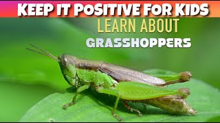 Learn About Grasshoppers  Nature Video For Kids [upl. by O'Brien]