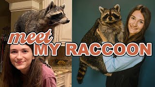 Meet My Pet Raccoon [upl. by Ishmael]