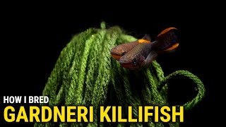 How I Bred Gardneri Killifish at Home [upl. by Yartnoed]