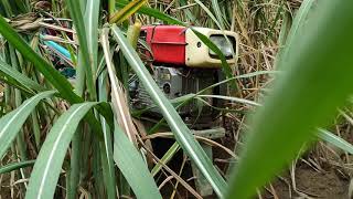 Use of Power tiller in Sugarcane for Earthing up [upl. by Yrollam818]