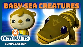 Octonauts  🦦 Cutest Baby Sea Creatures 🐬  2 Hours Full Episodes Marathon  Explore the Ocean [upl. by Carew]