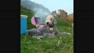 BEDLINGTON TERRIER MOVIE [upl. by Ardnoyek]