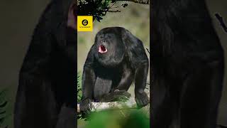 Howler monkey sound ytshorts [upl. by Fates370]