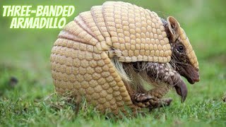 The Armor of Survival Unveiling the Secrets of the ThreeBanded Armadillo [upl. by Ekralc991]