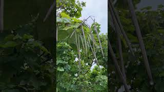 Indian bean leaf tree  leaves amp fruit  pods  September 2024 [upl. by Nahem]