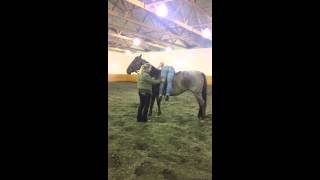 The new and safe way to start horses under saddle  first rider up [upl. by Jana616]