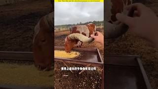 The cow with the longest horn in the world।😱shortvideo amazingfacts [upl. by Moriarty]