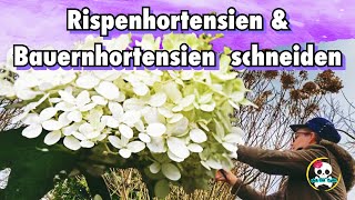 Rispenhortensie amp Bauernhortensie schneiden  Frühjahr  Hortensien richtig schneiden [upl. by Haff232]