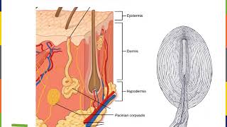 Integumentary System Part 3 [upl. by Neufer484]