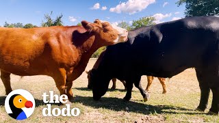 Brave Bull And His Brothers Escape The Slaughterhouse  The Dodo [upl. by Tega]