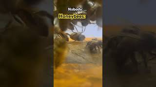 They’re festooning Aka making beeswax bees honeybees funnyshorts fyp [upl. by Okihsoy187]