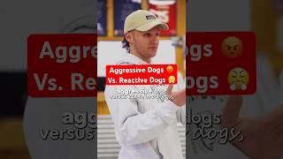 Aggressive Vs Reactive Dogs [upl. by Diella]