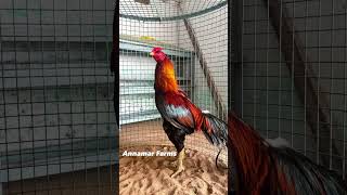 Upcoming champs Kattu seval  seval sandai  Integrated farm  high flyers seval aseel rooster [upl. by Ydneh249]