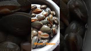 sea shells shivlyashortsfeedfood sea seafoodfoodlover [upl. by Atsillak]