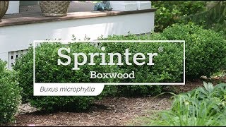 30 Seconds with Sprinter® Boxwood [upl. by Gimpel]