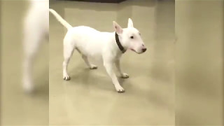 Bull Terrier Excited to See Owner [upl. by Madson765]