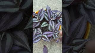 Tradescantia zebrina hanging plant [upl. by Adlen]