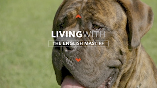 ALL ABOUT LIVING WITH ENGLISH MASTIFFS [upl. by Tarazi]