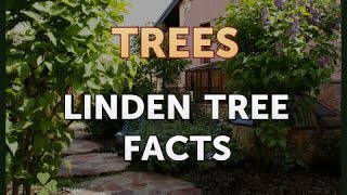 Linden Tree Facts [upl. by Neuburger482]