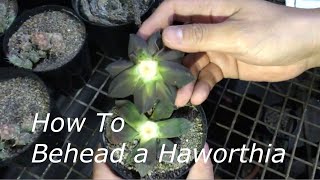 How To Behead a Haworthia for Propagation [upl. by Yetak]