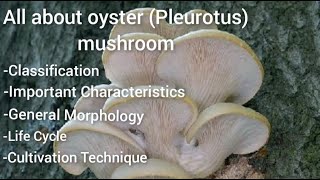 All about oyster mushroomclassification general morphology important characteristics [upl. by Susann144]