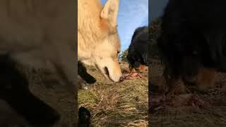 Tibetan Mastiff vs Wolf Whos the Real Giant youtube shorts viral mastiffdog wolf dog [upl. by Animsay491]