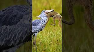 The Patient Predator Hunting Tactics of the Shoebill Bird Shoebill birds shorts [upl. by Lehpar]