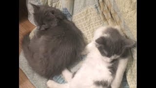 Kittens Hide During Thunderstorms While It Floods  Feral Kitten Socialization [upl. by Anicart]